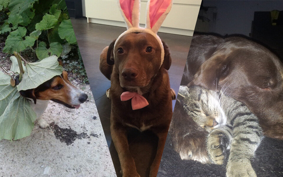Die 11 lustigsten Fotos der ÖSTERREICH-Hundewahl