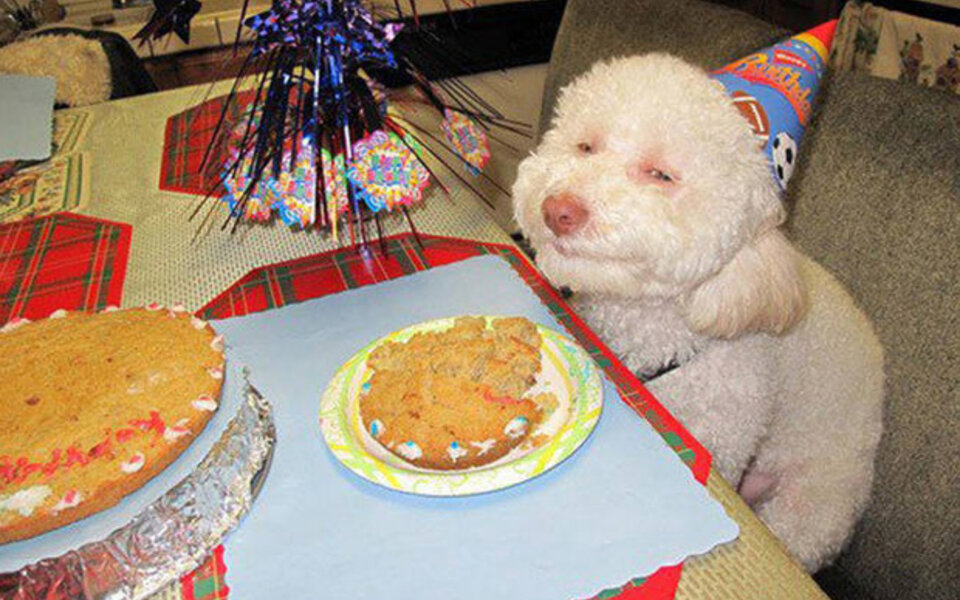 12 Hunde, die ihren Geburtstag feiern