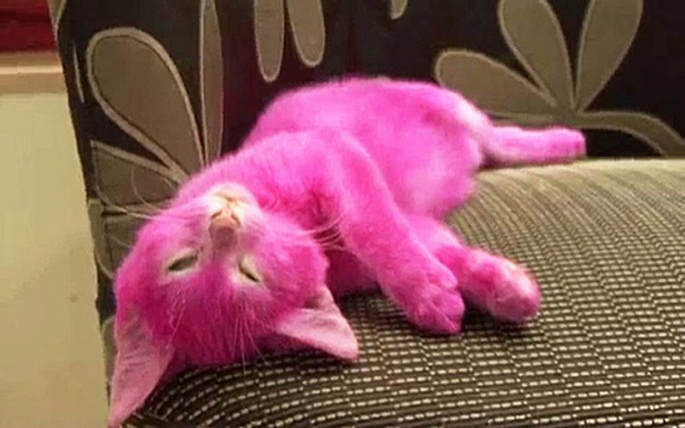 Katze stirbt, nachdem Fell pink gefärbt wurde