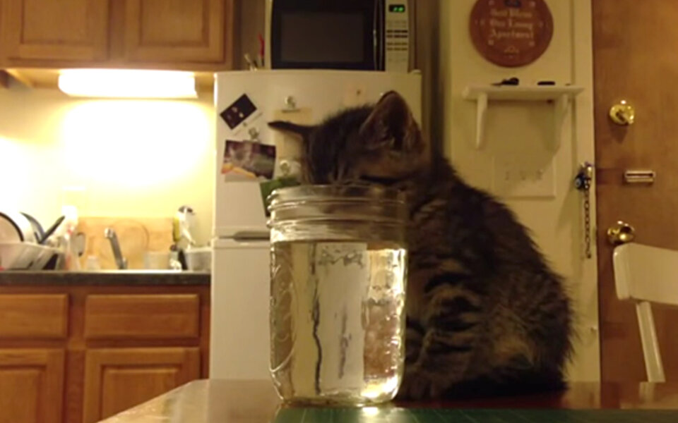 Kätzchen schläft in seinem Drink ein