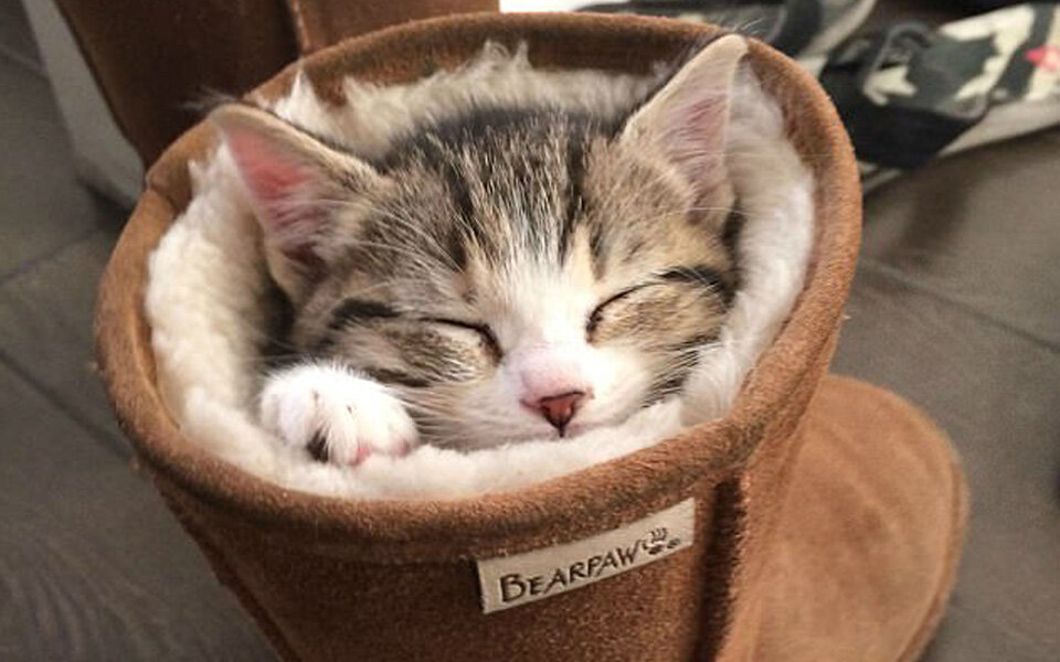 Diese 10 Fotos beweisen: Katzen können überall schlafen