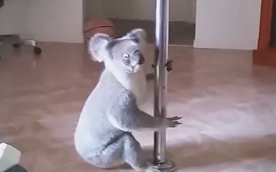 Frau erwischt Koala... dabei