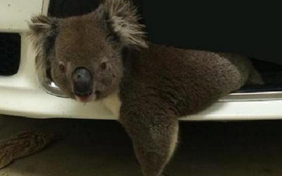 10-km-Fahrt mit Koala im Kühlergrill