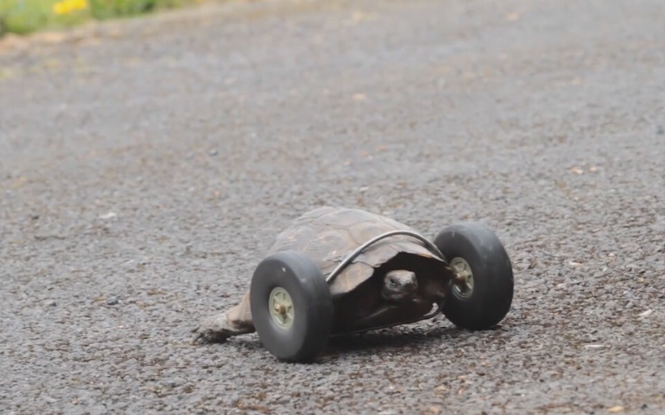 90-jährige Schildkröte kurvt jetzt auf Rädern