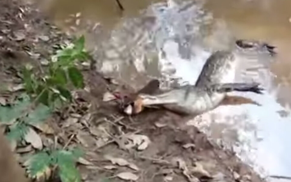 Aal grillt Alligator mit Elektro-Schock