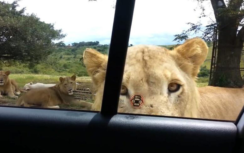 Löwe öffnet die Autotür