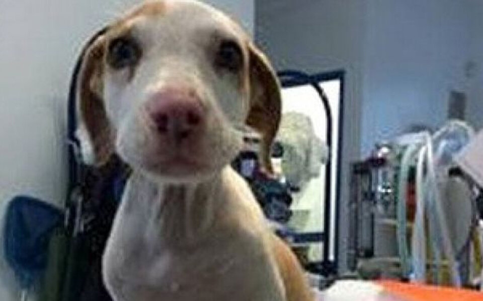 Tierquäler erschlug 10 Hunde-Babys mit einem Stein
