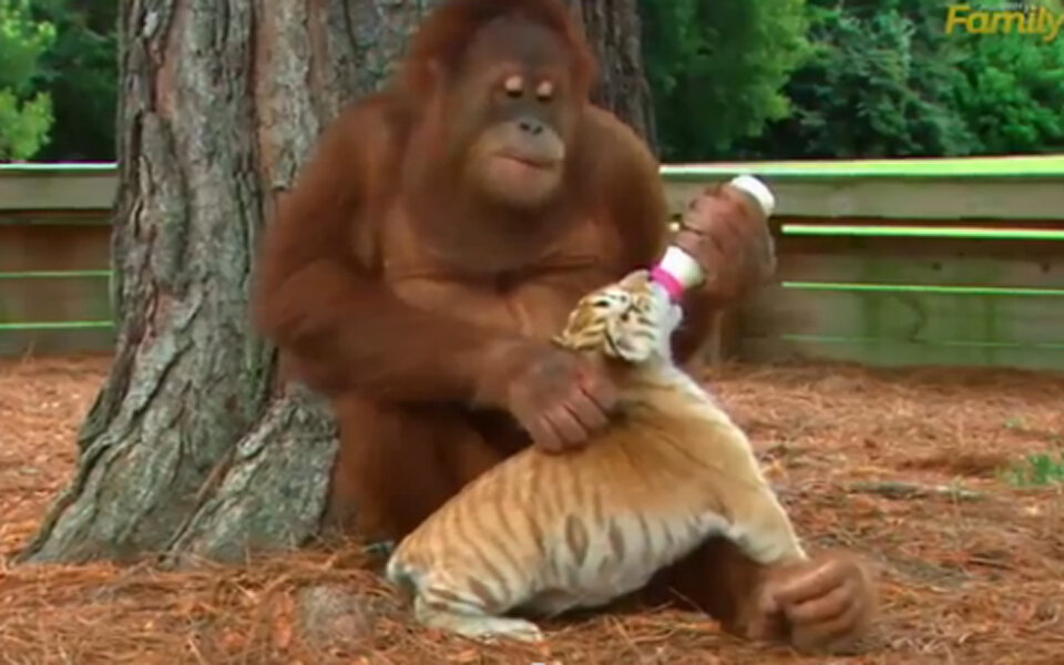 Orang-Utan füttert Tiger-Baby