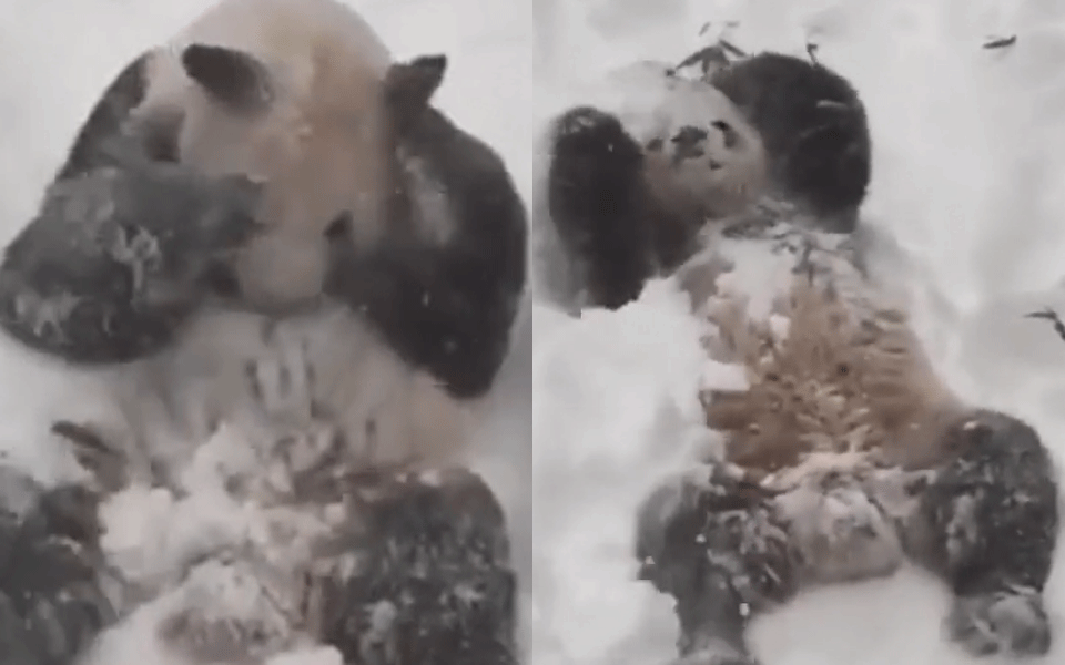 Süß! Panda tobt ausgelassen im Schnee