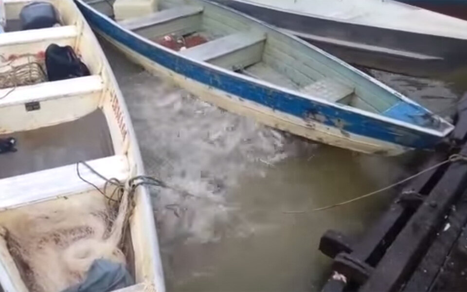 Video zeigt brutale Piranha-Attacke