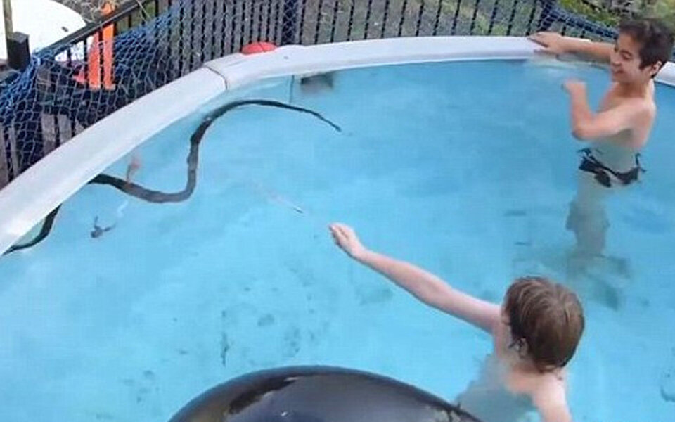 Kinder finden 2-Meter-Python im Pool