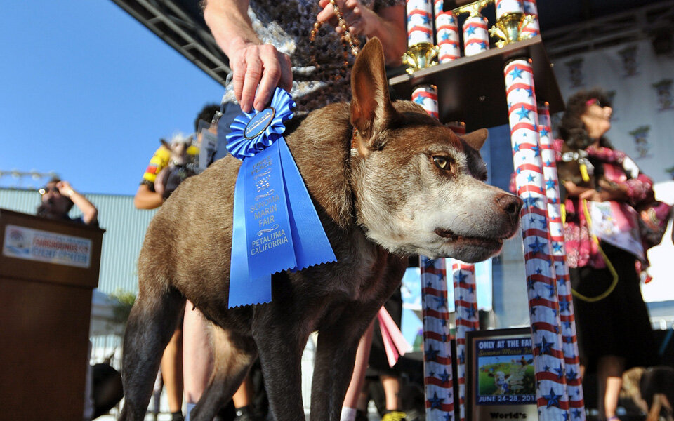 Jury krönt hässlichste Hunde der Welt