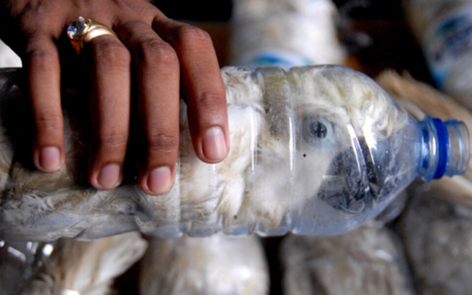 Schmuggler zwängten Kakadus in Wasserflaschen
