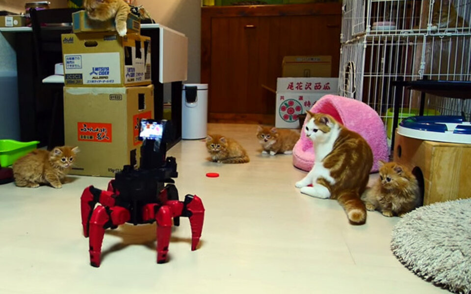 Dieser Roboter ist der perfekte Katzen-Sitter