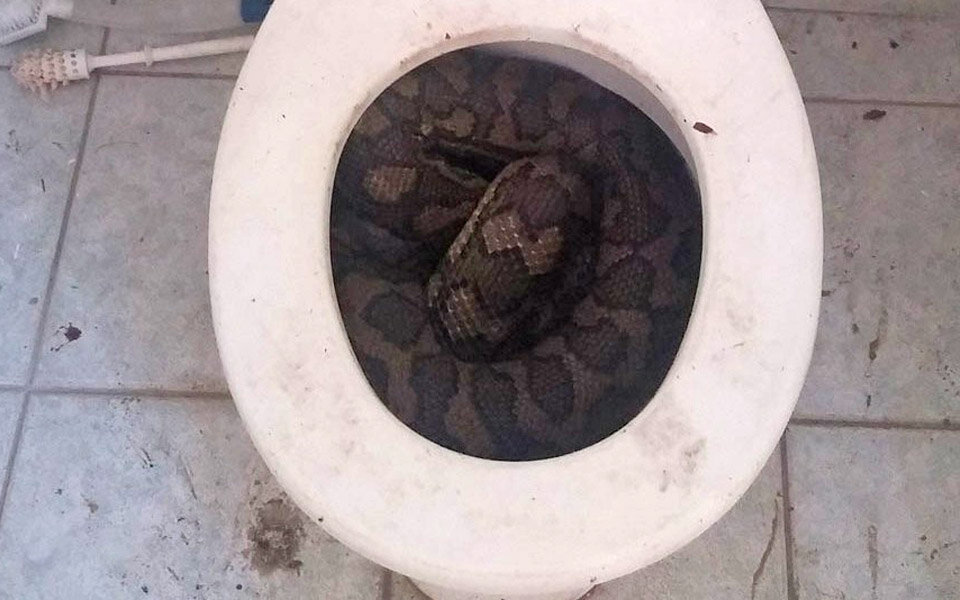 3-Meter-Python lauerte in Toilette