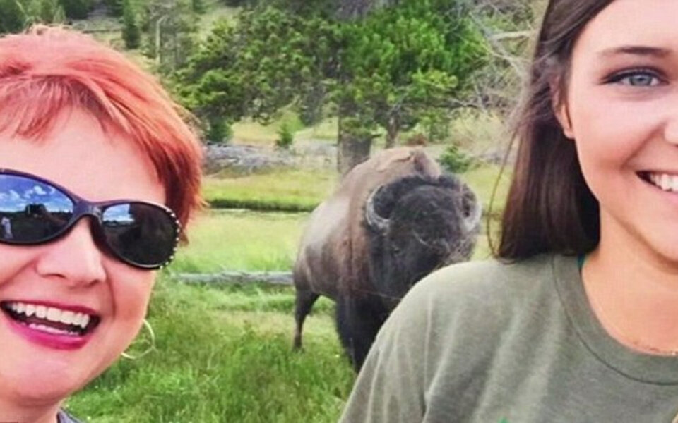 Bison attackierte Frau bei diesem Selfie