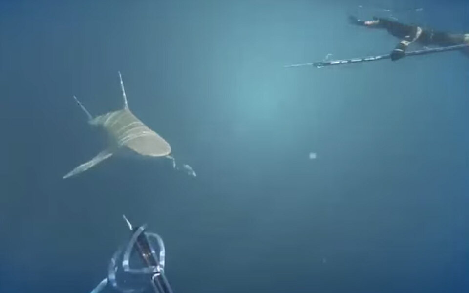 Fischer ersticht Hai mit Speer