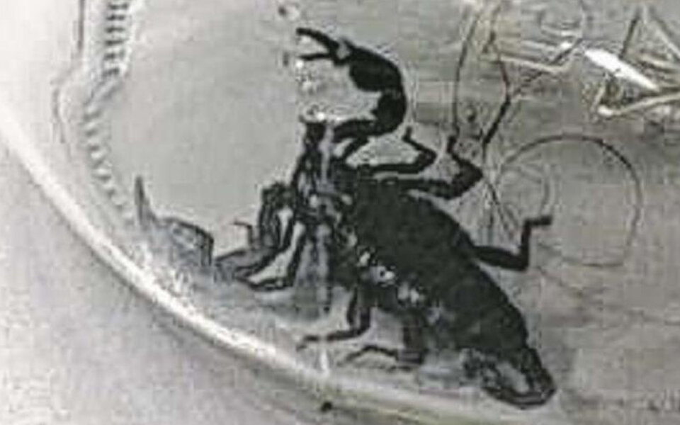 Skorpion überrascht Studentin im Bad