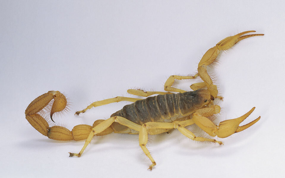 Skorpion drei Monate nach Urlaub entdeckt