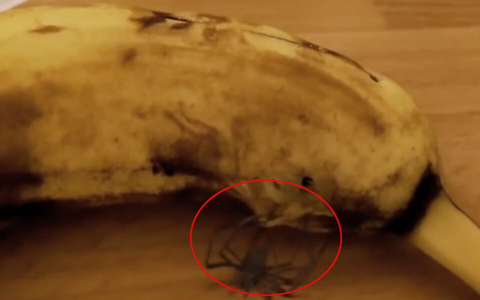 Bananen-Horror: Spinne kommt aus Schale