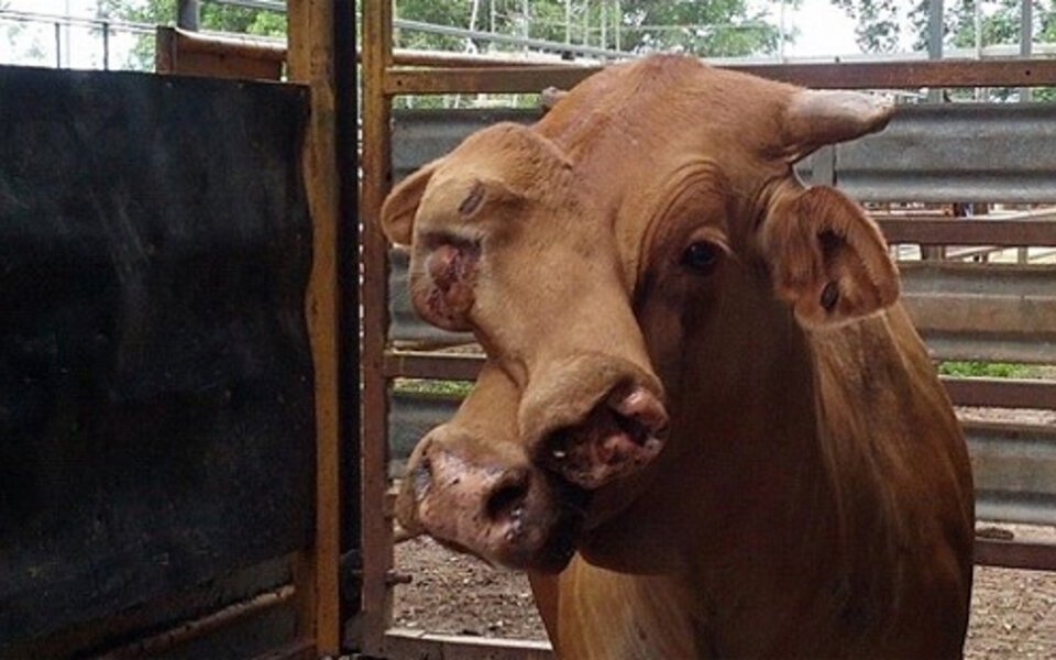 Zweiköpfiger Stier bei Auktion versteigert