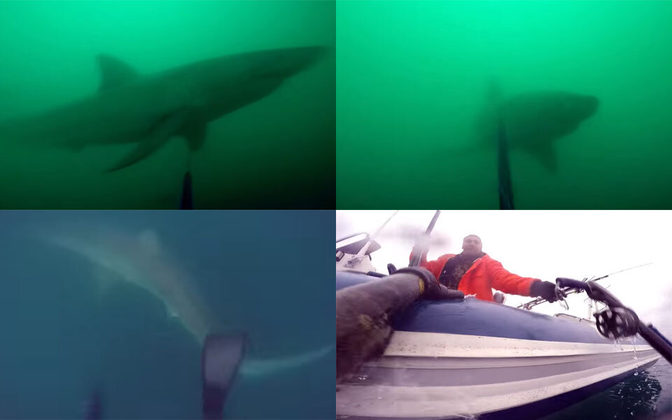 Taucher kämpft gegen Weißen Hai