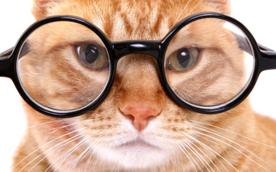 Die 18 coolsten Tiere mit Brille