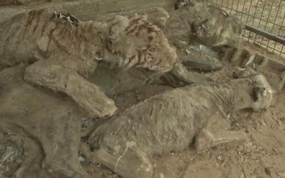Pfui, dieser Zoo stellt tote Tiere aus