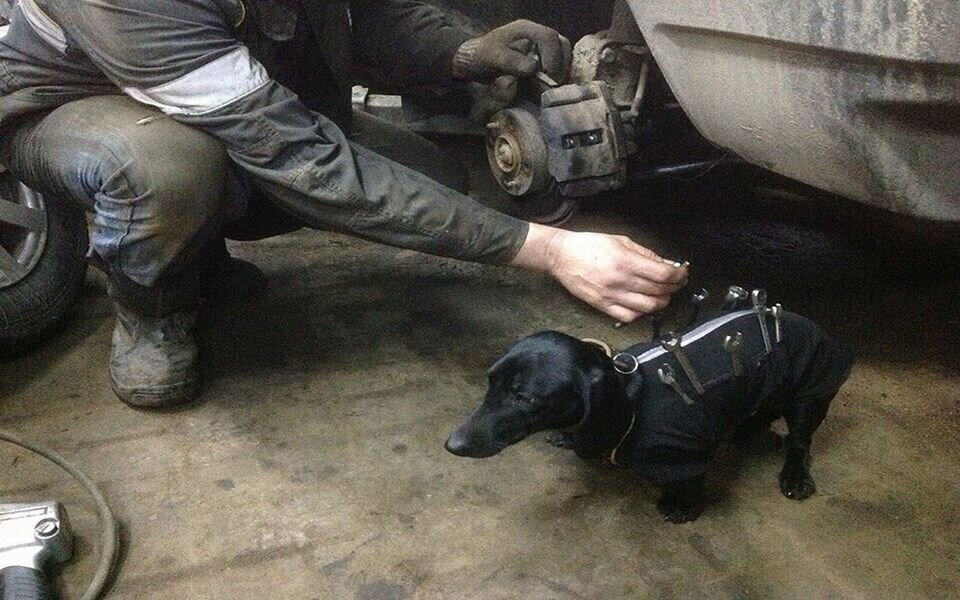 tool-dog-dachshund-suit-auto-mechanic-211.jpg