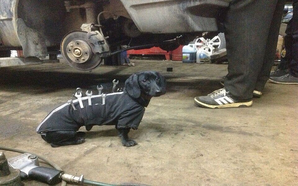 Dieser Hund arbeitet als Mechaniker