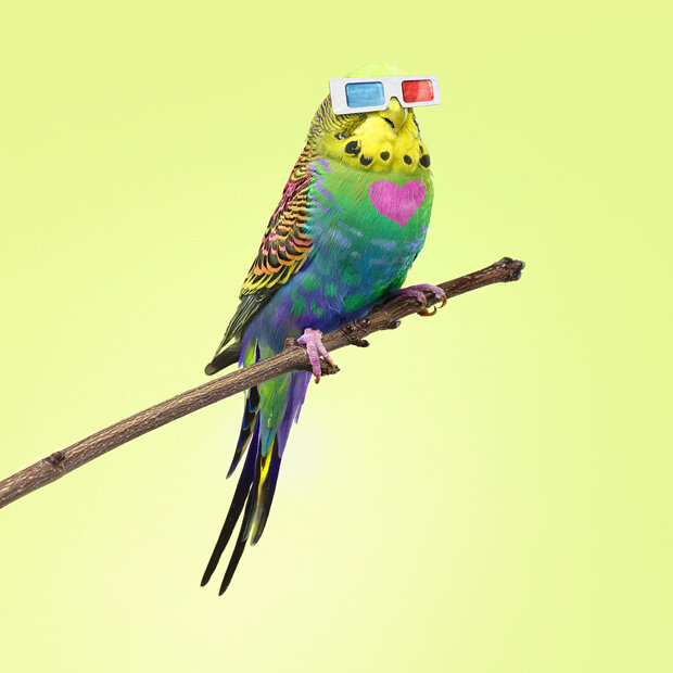 Vögel sehen auch in 3D
