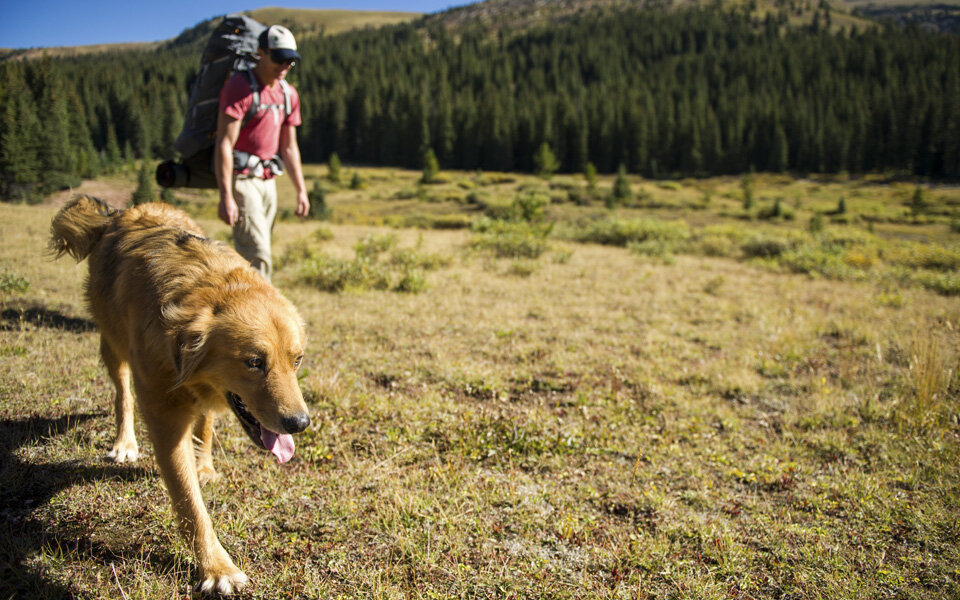 Wandern mit Hund steigert Risiko von Kuh-Attacken
