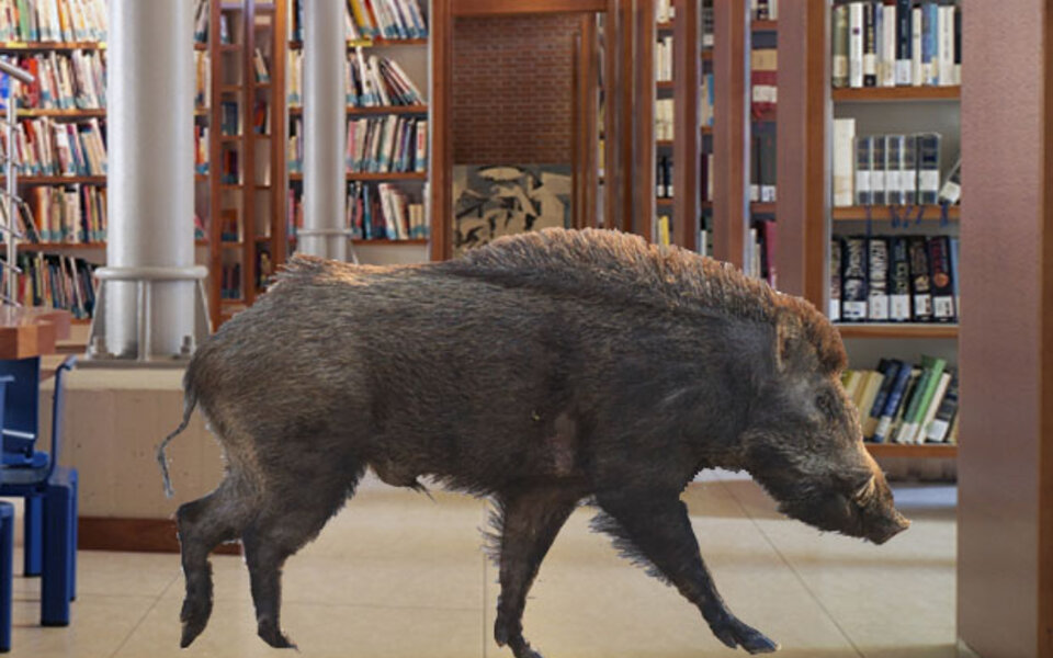 Wildschwein stürmt Uni-Bibliothek